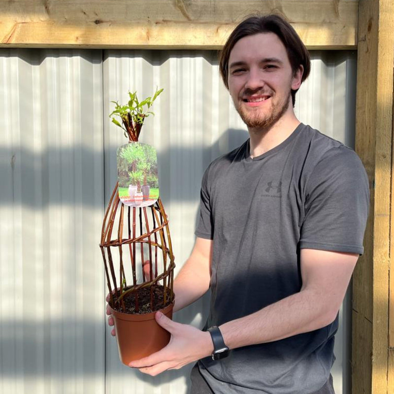 Salix - Living Braided Willow Tree Sculpture (55-60cm -