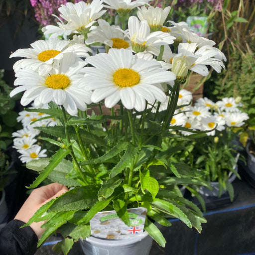 Leucanthemum 'Western Star Taurus' 1.5L -