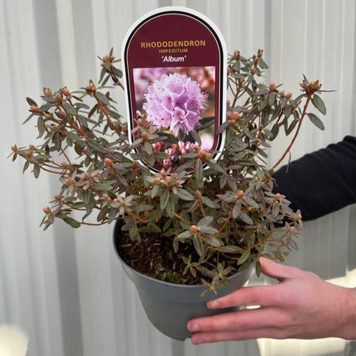 Rhododendron 'Album' 2L -
