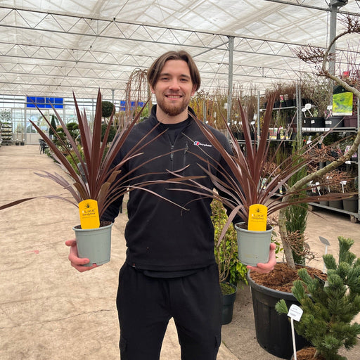 Cordyline australis 'Red Star' (3 sizes available) -