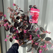 Loropetalum Chinense Fire Dance 2L -