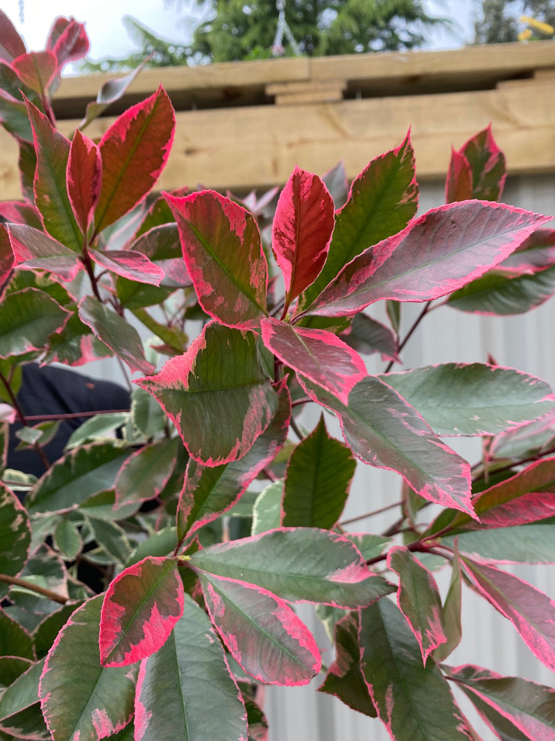 Photina x fraseri 'Louise' 9cm/2L/5L -