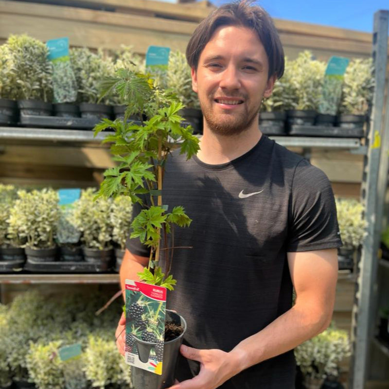 Blackberry 'Thornless Evergreen' 2L -