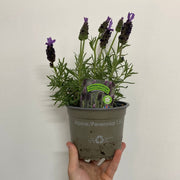 Lavender Stoechas Javelin Blue 9cm/1.5L -