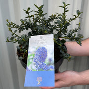 Ceanothus thyrsiflorus var. repens 2L / 5L -