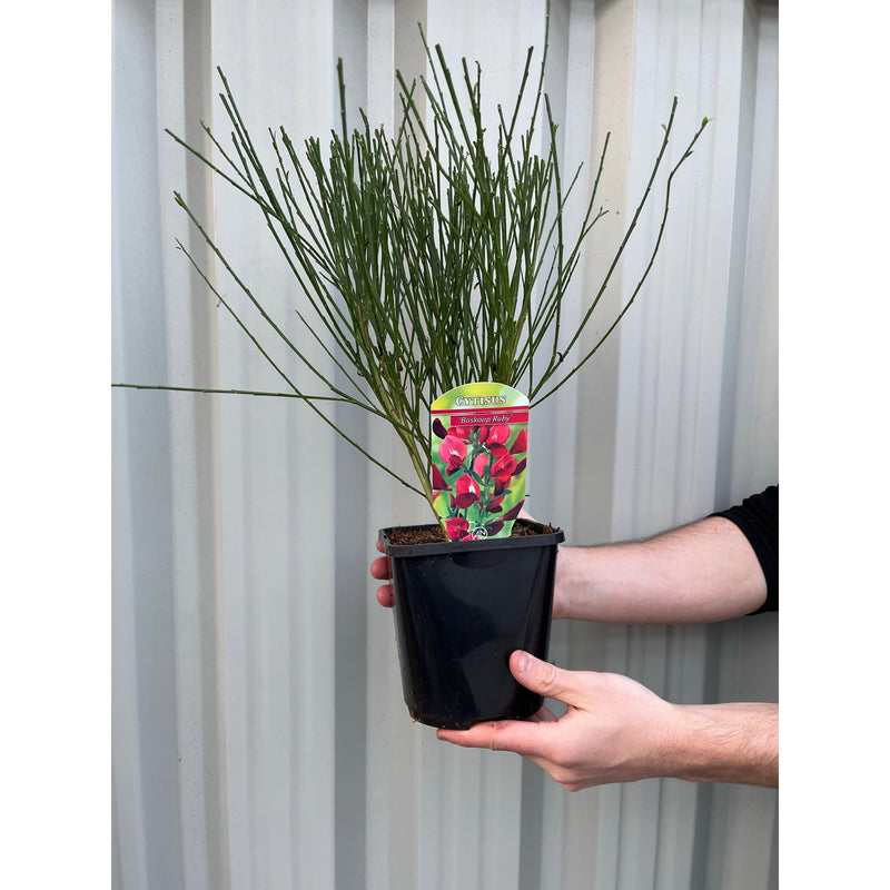 Cytisus x boskoopii 'Boskoop Ruby' 1.5L -