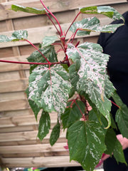 Acer conspicuum 'Red Flamingo' 3L -