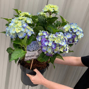 Hydrangea macrophylla 'Blue Ball' 9cm-5L -