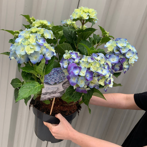 Hydrangea macrophylla 'Blue Ball' 9cm-5L -
