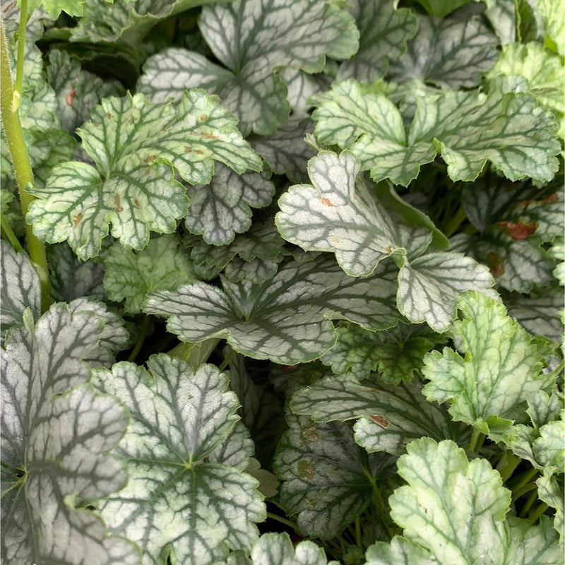 Heuchera 'Paris’ 2L -