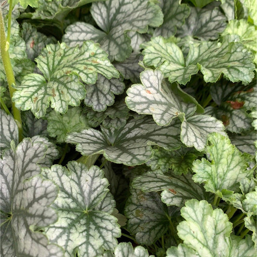 Heuchera 'Paris’ 2L -