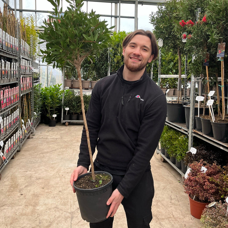 Standard Callistemon 'Kingpark' (Bottle Brush) 4L (90-100cm) -