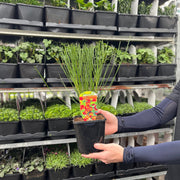 Cytisus (Broom) - 'Lena' Orange 1/2L -