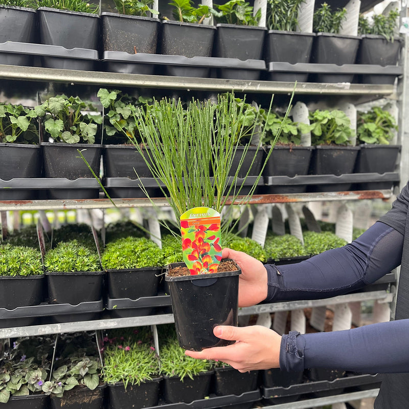 Cytisus (Broom) - 'Lena' Orange 1/2L -