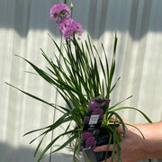 Allium 'Millenium' 2L -