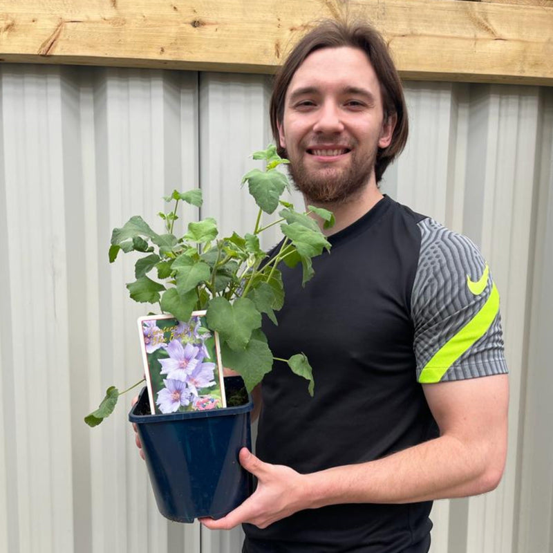 Lavatera 'Blue Bird' 3L -