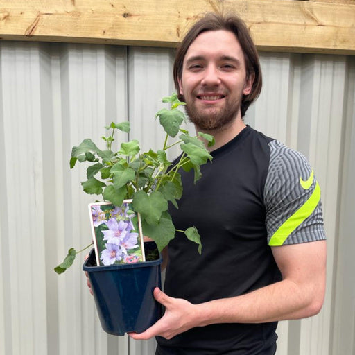 Lavatera 'Blue Bird' 3L -