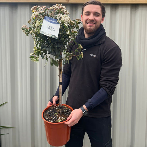 Viburnum tinus Patio Tree -