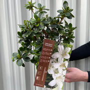 Azalea japonica 'Dorothy Heiden' 2L -