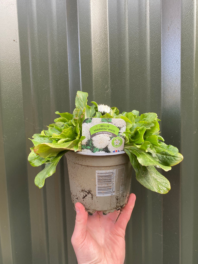 Bellis Daisy Perennial - White 1.5L -