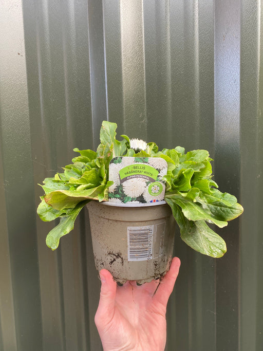 Bellis Daisy Perennial - White 1.5L -