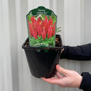 Lupinus polyphyllus 'Legendary Red' (3 Sizes available) -