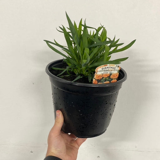 Dianthus 'Luigi' 3L -