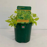 Oregano - Golden (Herb) 13cm -