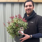 Pieris japonica 'Polar Passion' 3L -