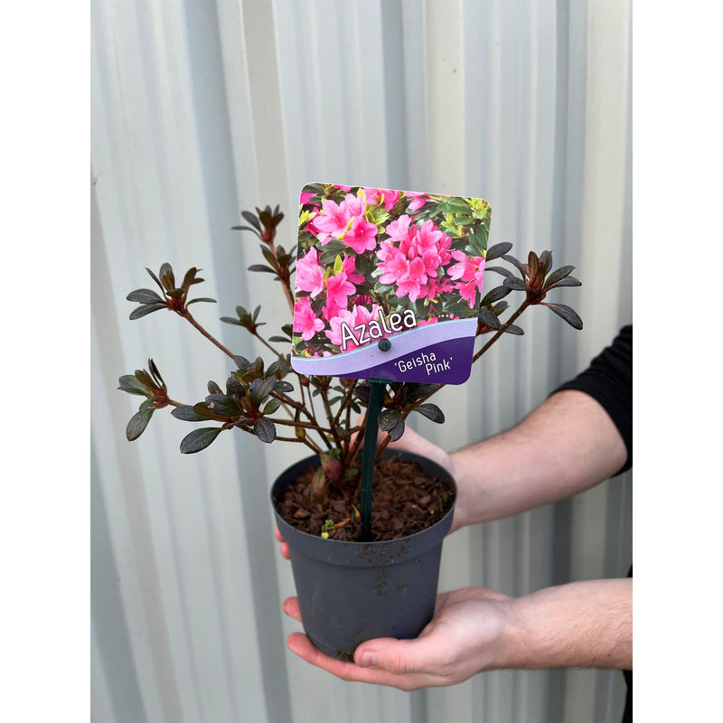 Azalea 'Geisha Pink' 1.5L -