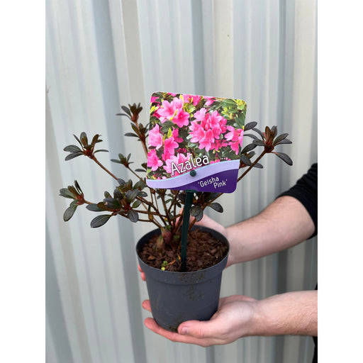 Azalea 'Geisha Pink' 1.5L -