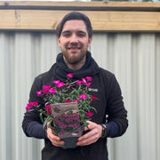 Dianthus 'Scully’ 3L -