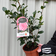 Camellia japonica 'Wilsoodii’ 3L (70cm Tall) -