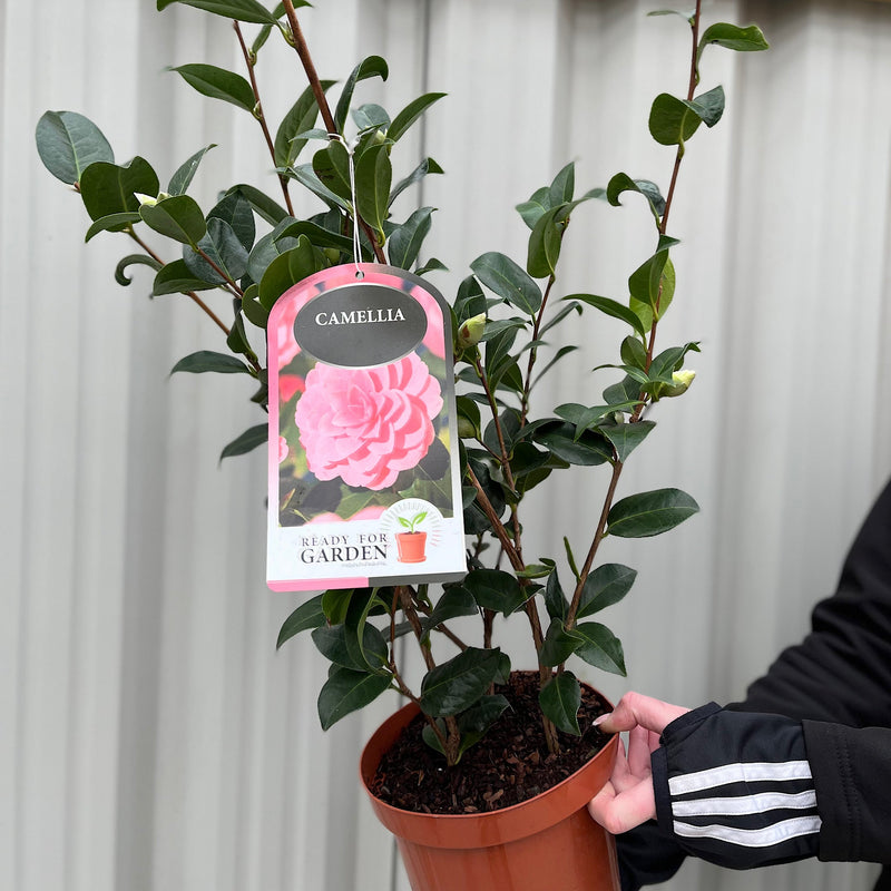 Camellia japonica 'Wilsoodii’ 3L (70cm Tall) -