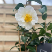 Camellia on frame 'Silver Waves' 5L (100cm) -