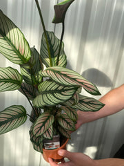 Calathea whitestar 50cm -