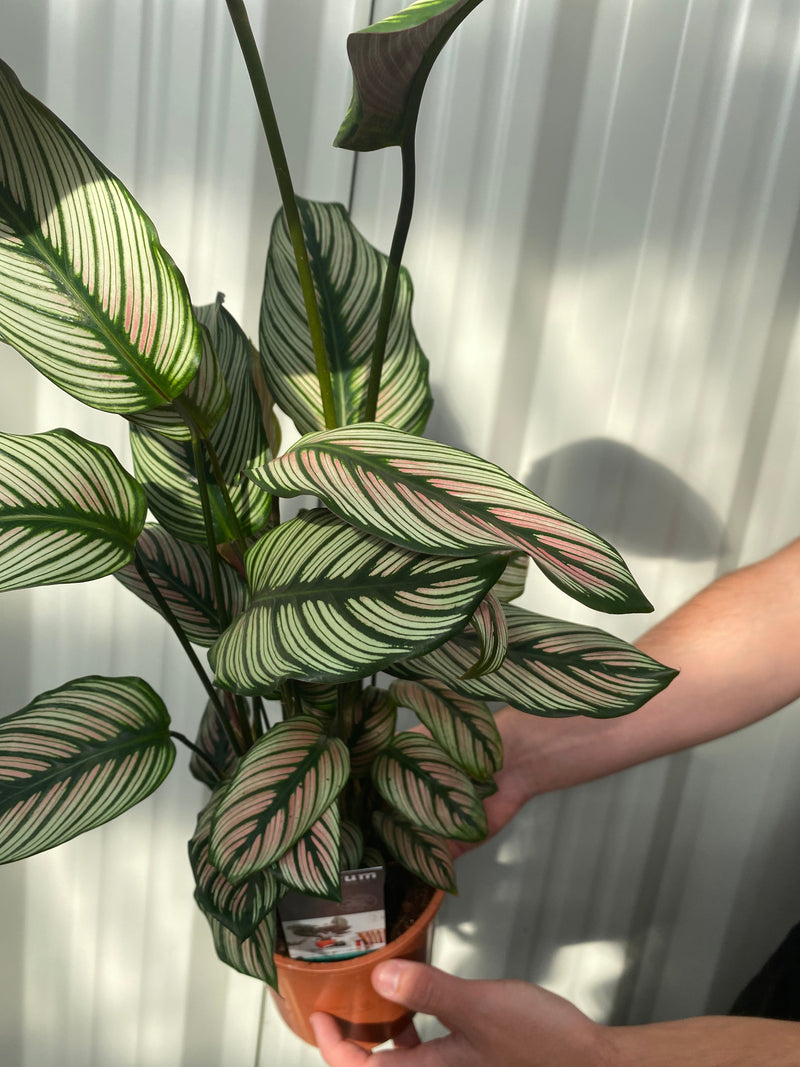 Calathea whitestar 50cm -