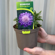 Scabious 'Flutter Deep Blue' 2L -