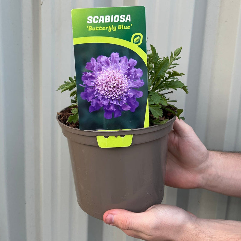 Scabious 'Flutter Deep Blue' 2L -