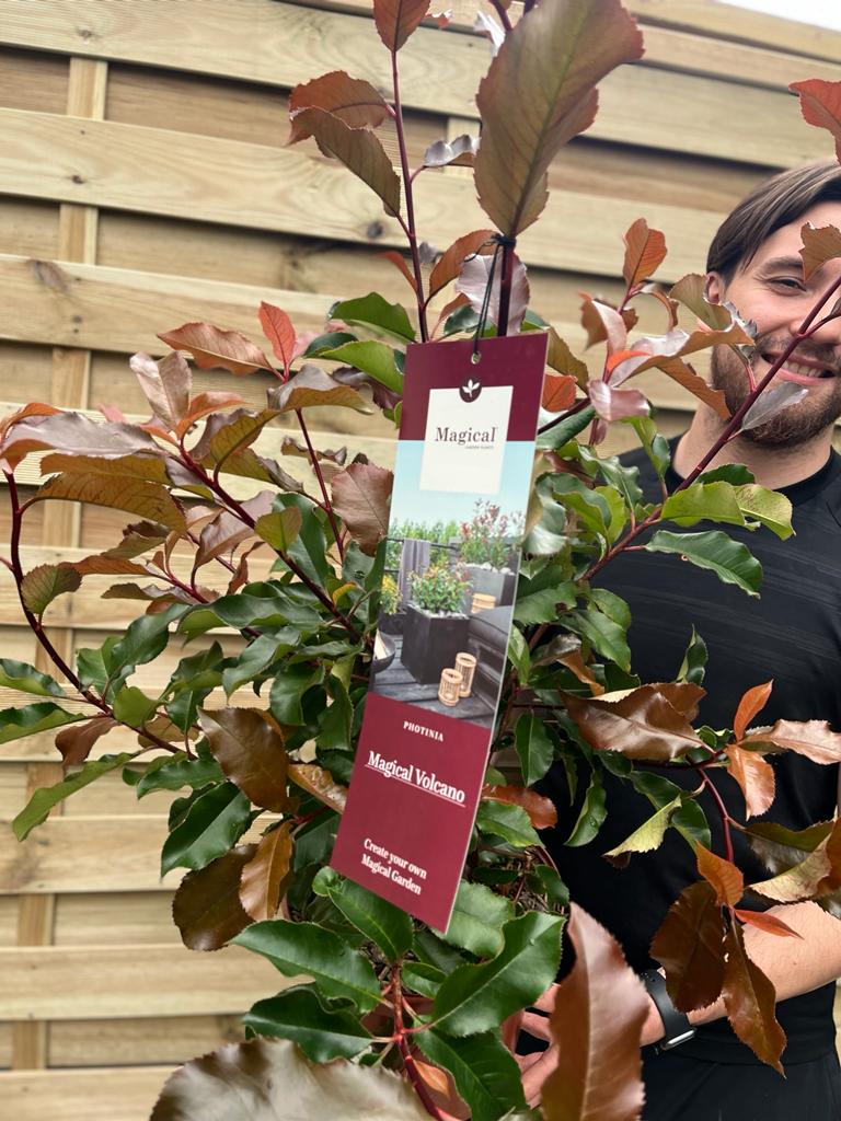 Photinia 'Magical Volcano' 5L (Multibuy Offers Available) -
