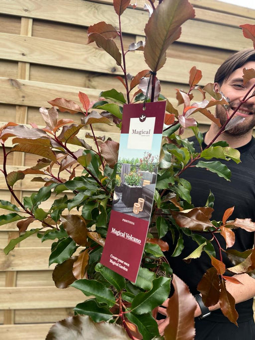 Photinia 'Magical Volcano' 5L (Multibuy Offers Available) -