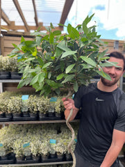 4ft / 5ft Spiral Stem Standard Bay Tree | Laurus nobilis | 110-120cm, 130-150cm -