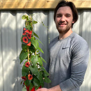 Thunbergia alata Black Eyed Susie (Red) -