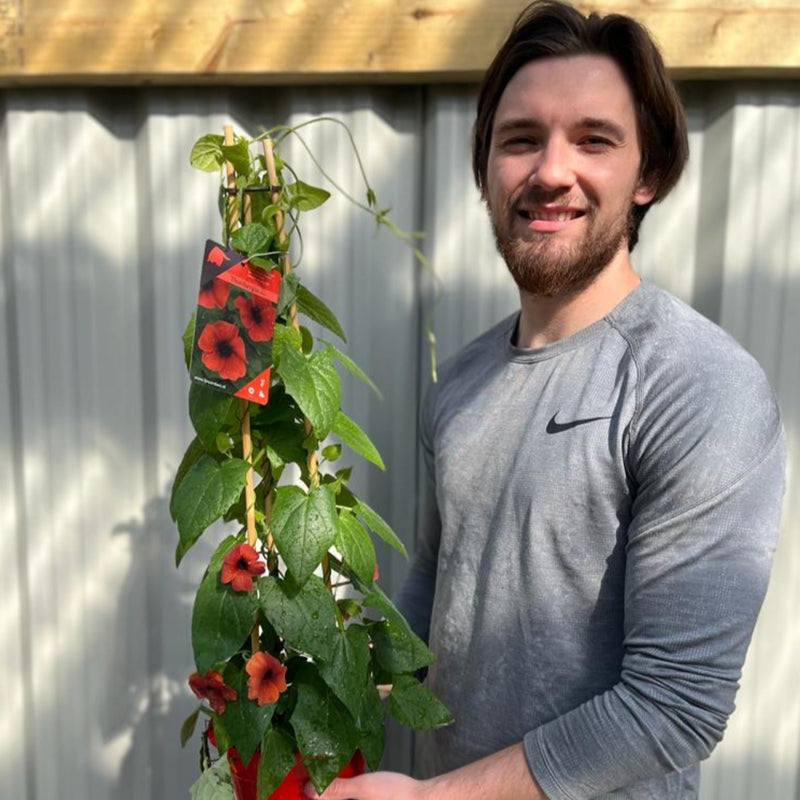 Thunbergia alata Black Eyed Susie (Red) -