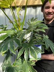 Fatsia japonica 'Spider's Web' 9cm-7.5L -