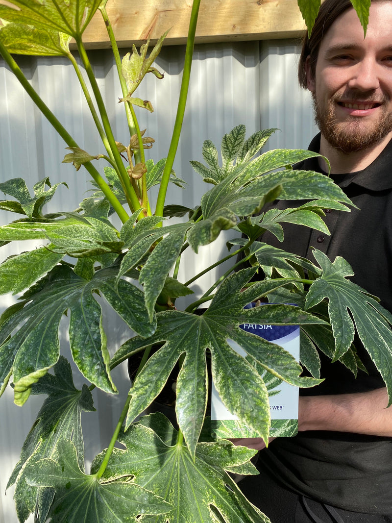 Fatsia japonica 'Spider's Web' 9cm-7.5L -