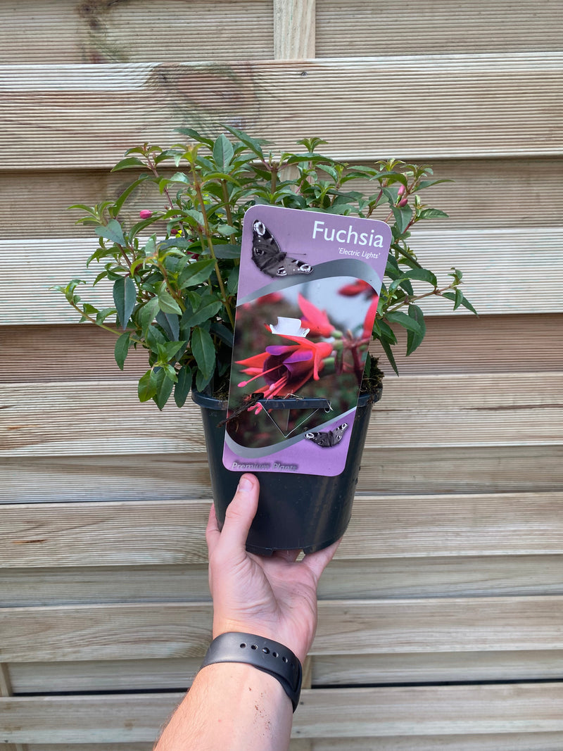 Hardy Fuchsia 'Electric Lights' 2L -