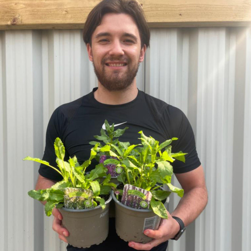 3 x Salvia Perennials 1.5L | 3 Different Varieties -