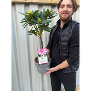 Standard Rhododendron 'Cosmopolitan' (Pink) 80cm -