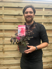 Loropetalum Chinense Fire Dance 9cm -